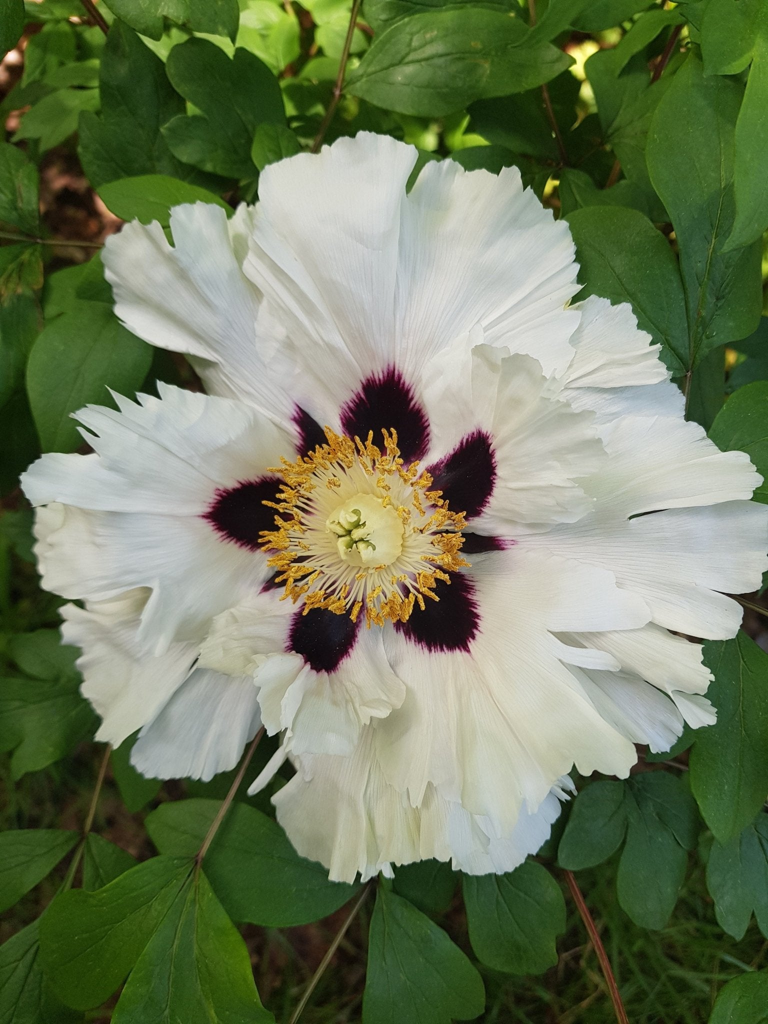 Paeonia rockii - Herrenkamper Gärten - Pflanzenraritäten