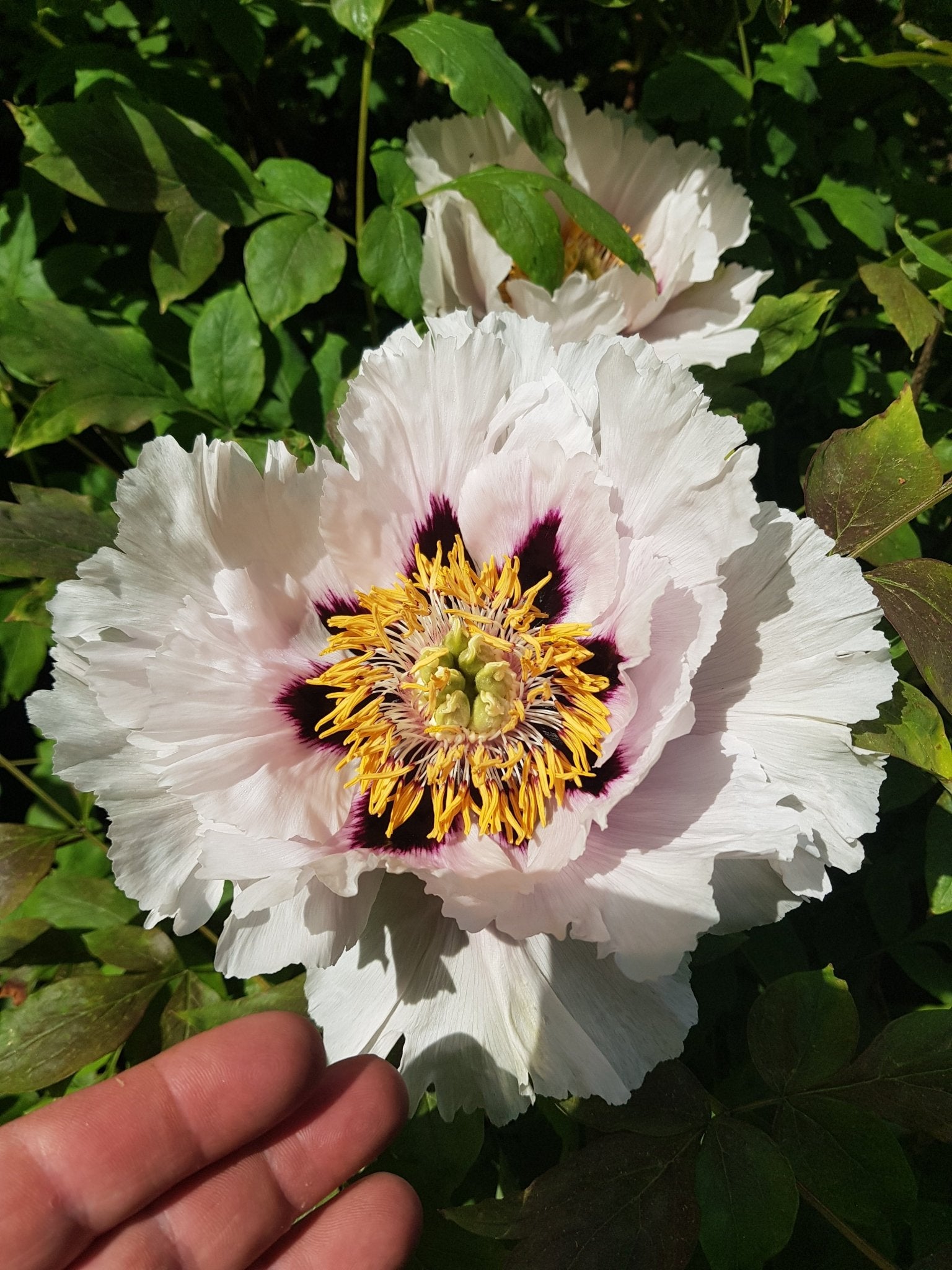 Paeonia rockii - Herrenkamper Gärten - Pflanzenraritäten