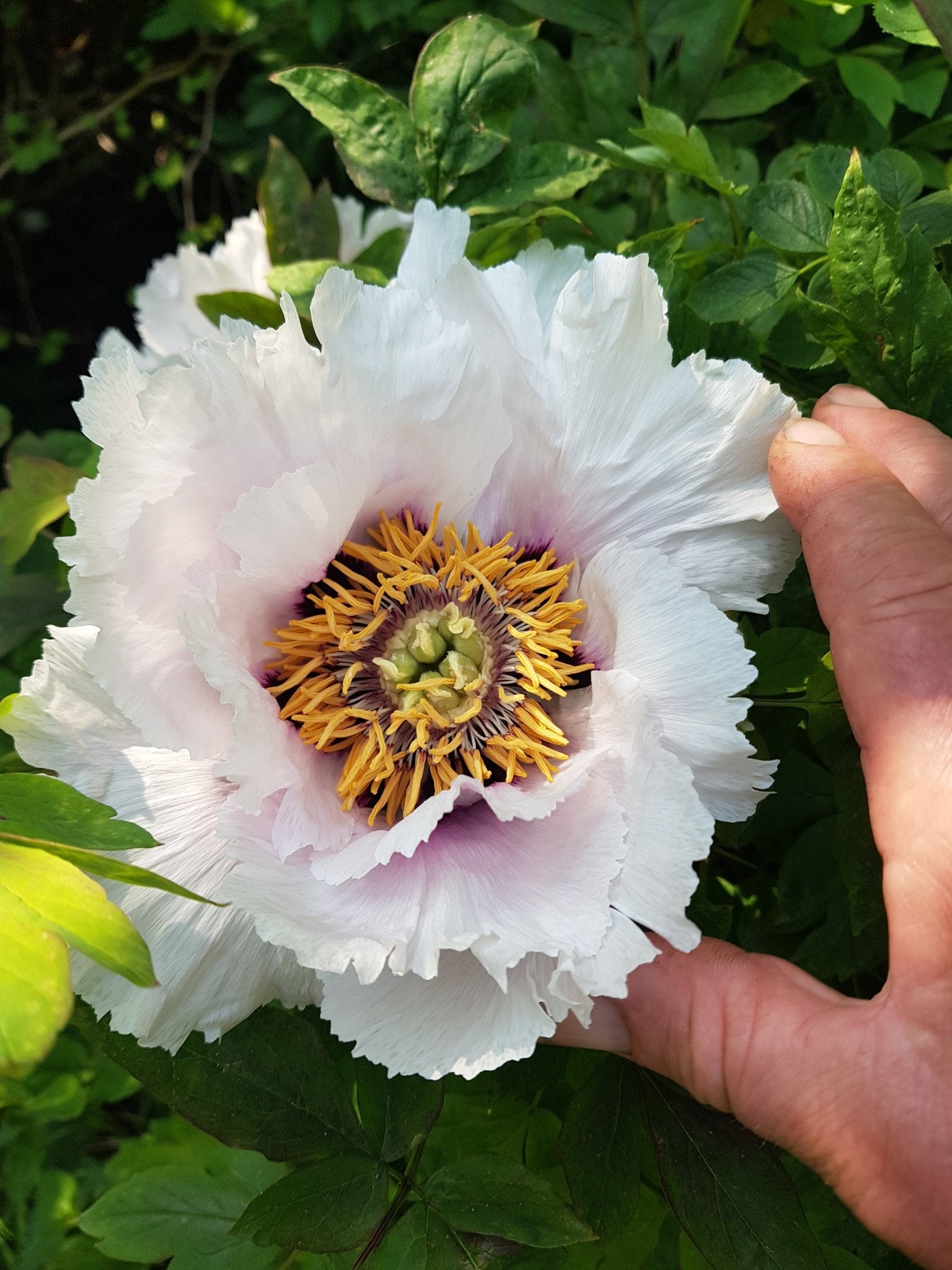 Paeonia rockii - Herrenkamper Gärten - Pflanzenraritäten