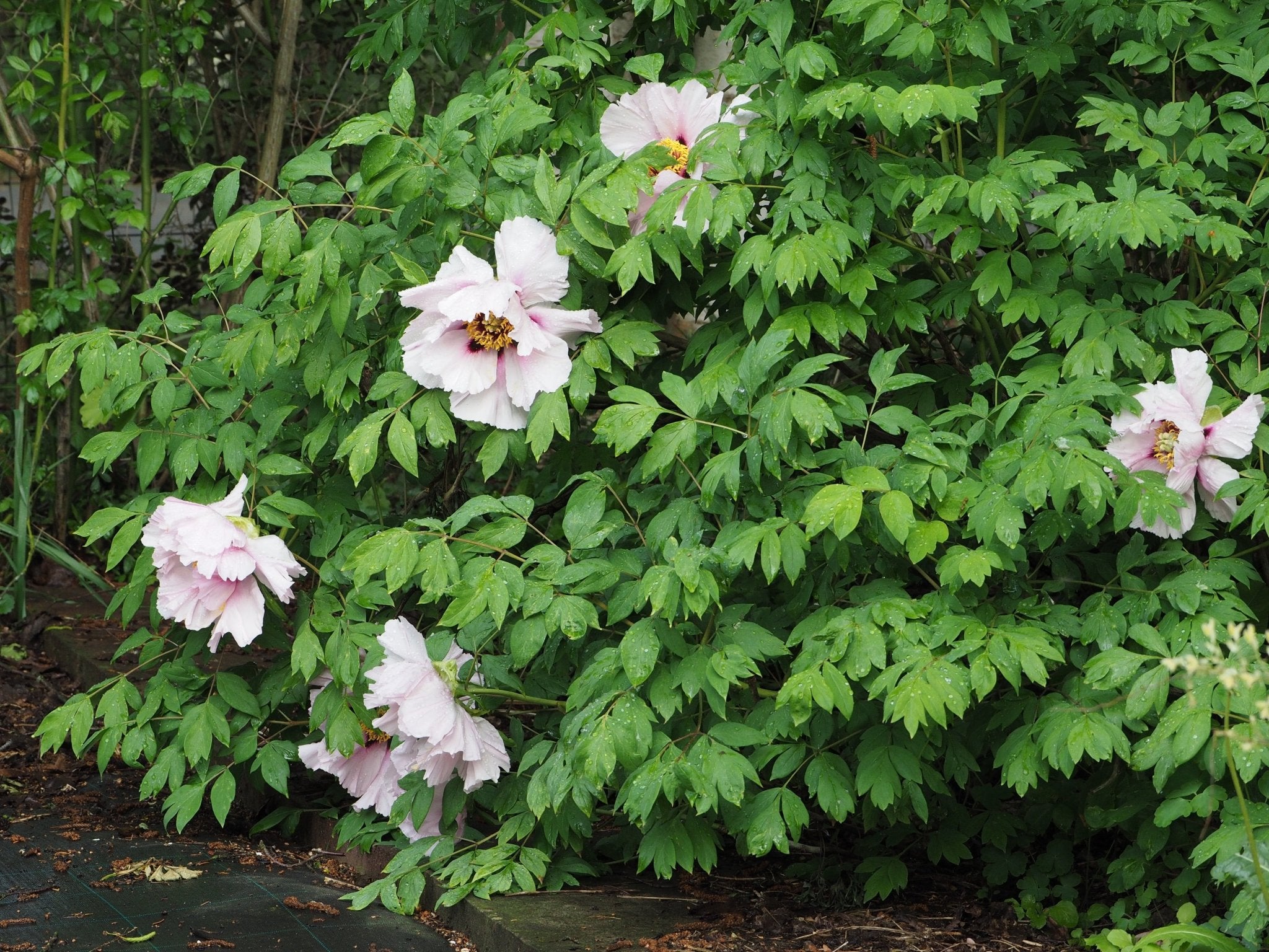 Paeonia rockii - Herrenkamper Gärten - Pflanzenraritäten