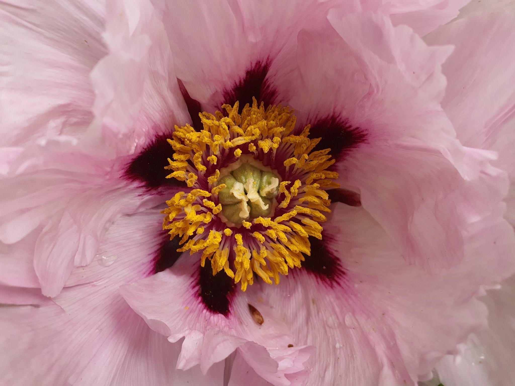 Paeonia rockii - Herrenkamper Gärten - Pflanzenraritäten