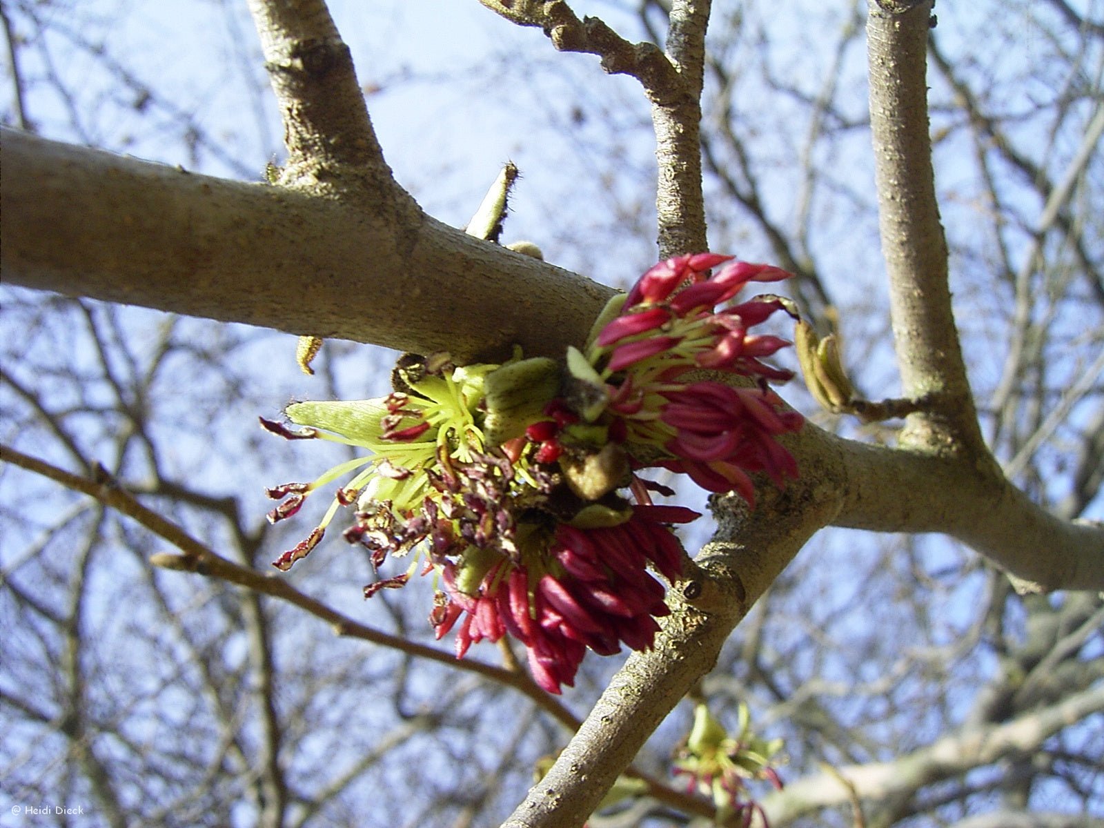 Parrotia persica - Herrenkamper Gärten - Pflanzenraritäten