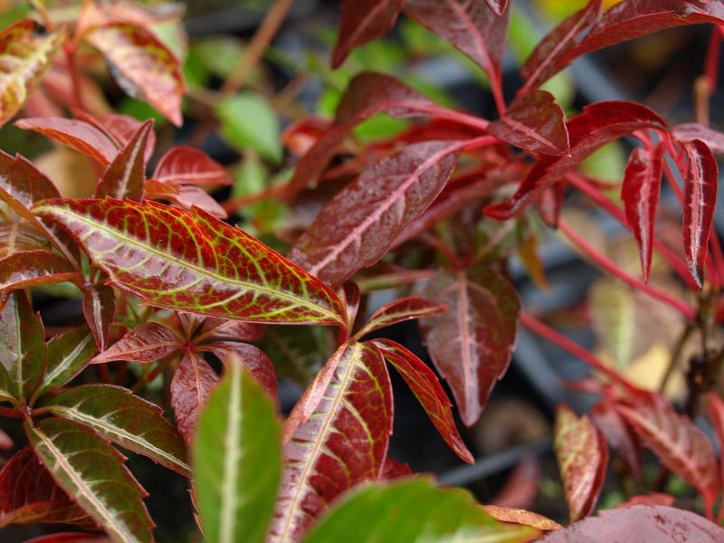 Parthenocissus henryana - Herrenkamper Gärten - Pflanzenraritäten