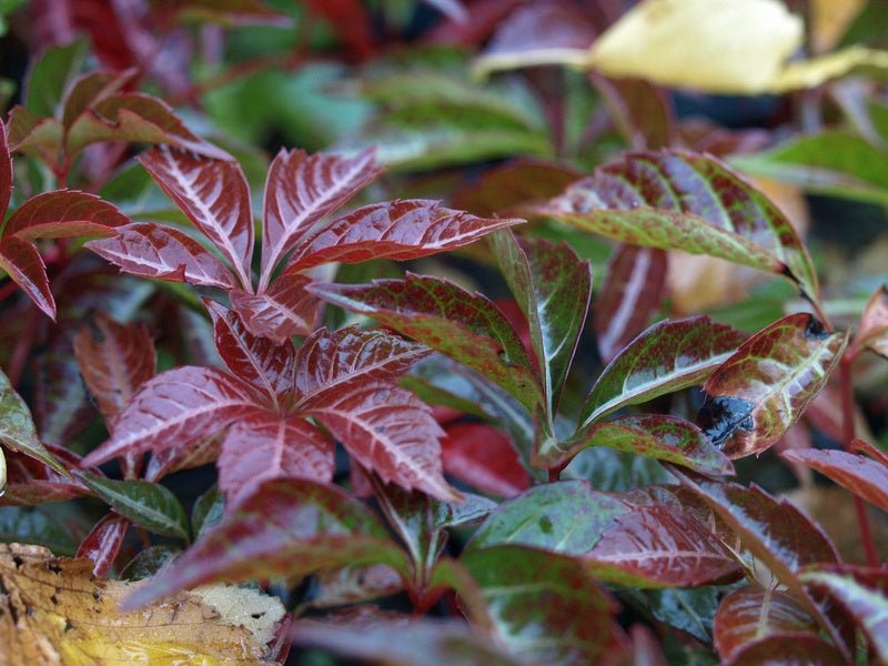 Parthenocissus henryana - Herrenkamper Gärten - Pflanzenraritäten