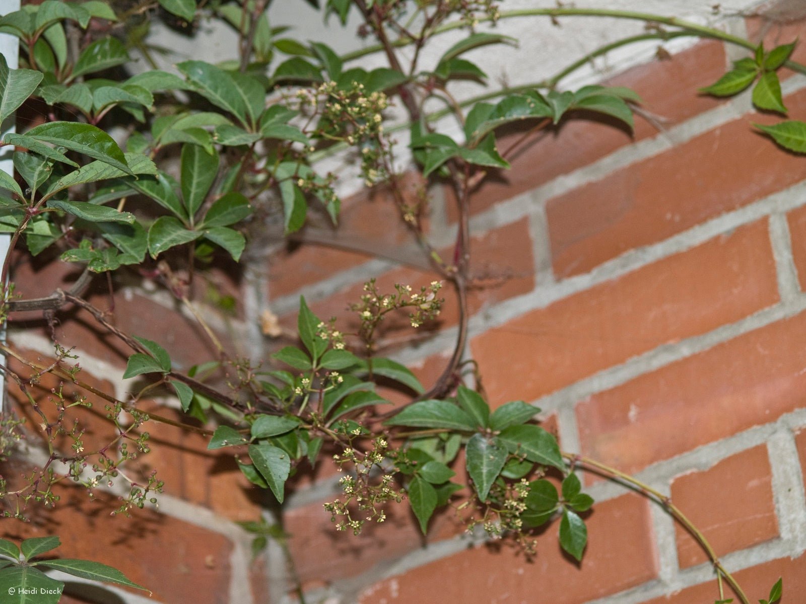 Parthenocissus henryana - Herrenkamper Gärten - Pflanzenraritäten