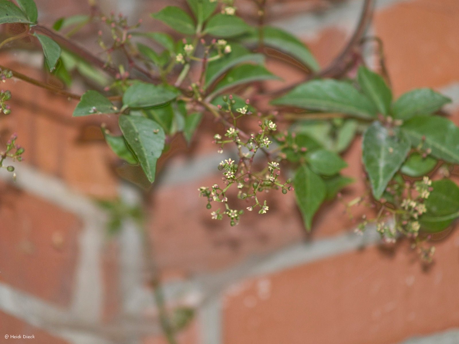 Parthenocissus henryana - Herrenkamper Gärten - Pflanzenraritäten