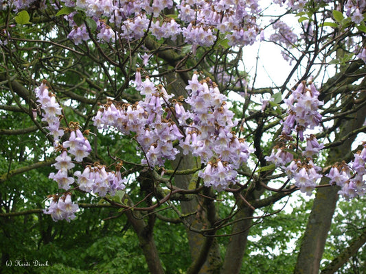 Paulownia catalpifolia - Herrenkamper Gärten - Pflanzenraritäten