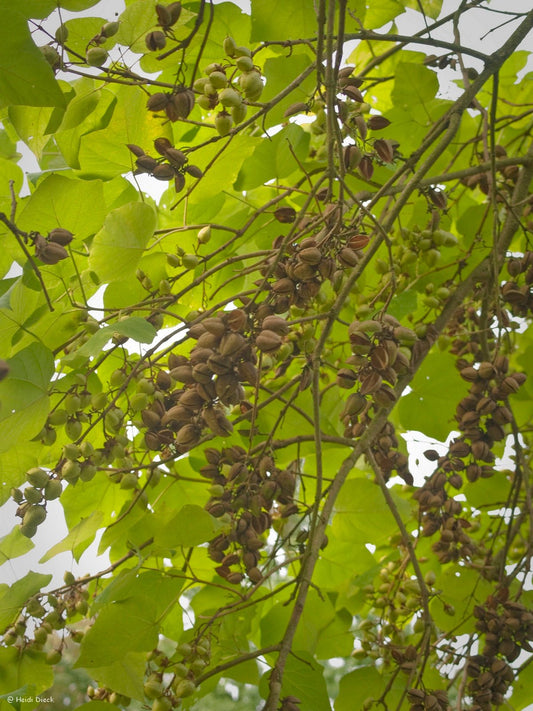 Paulownia fargesii - Herrenkamper Gärten - Pflanzenraritäten