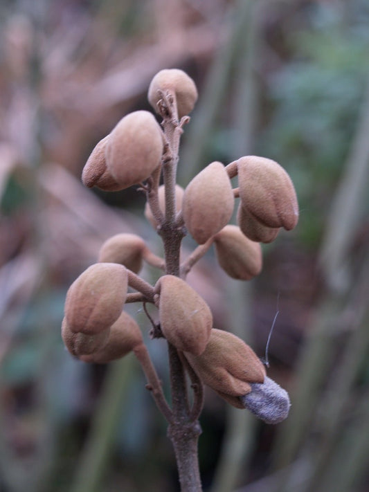 Paulownia fortunei - Herrenkamper Gärten - Pflanzenraritäten