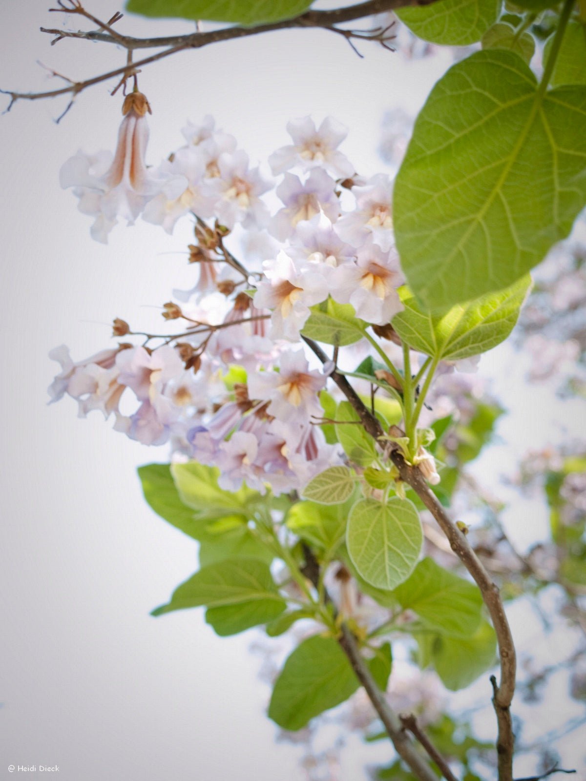 Paulownia tomentosa - Herrenkamper Gärten - Pflanzenraritäten