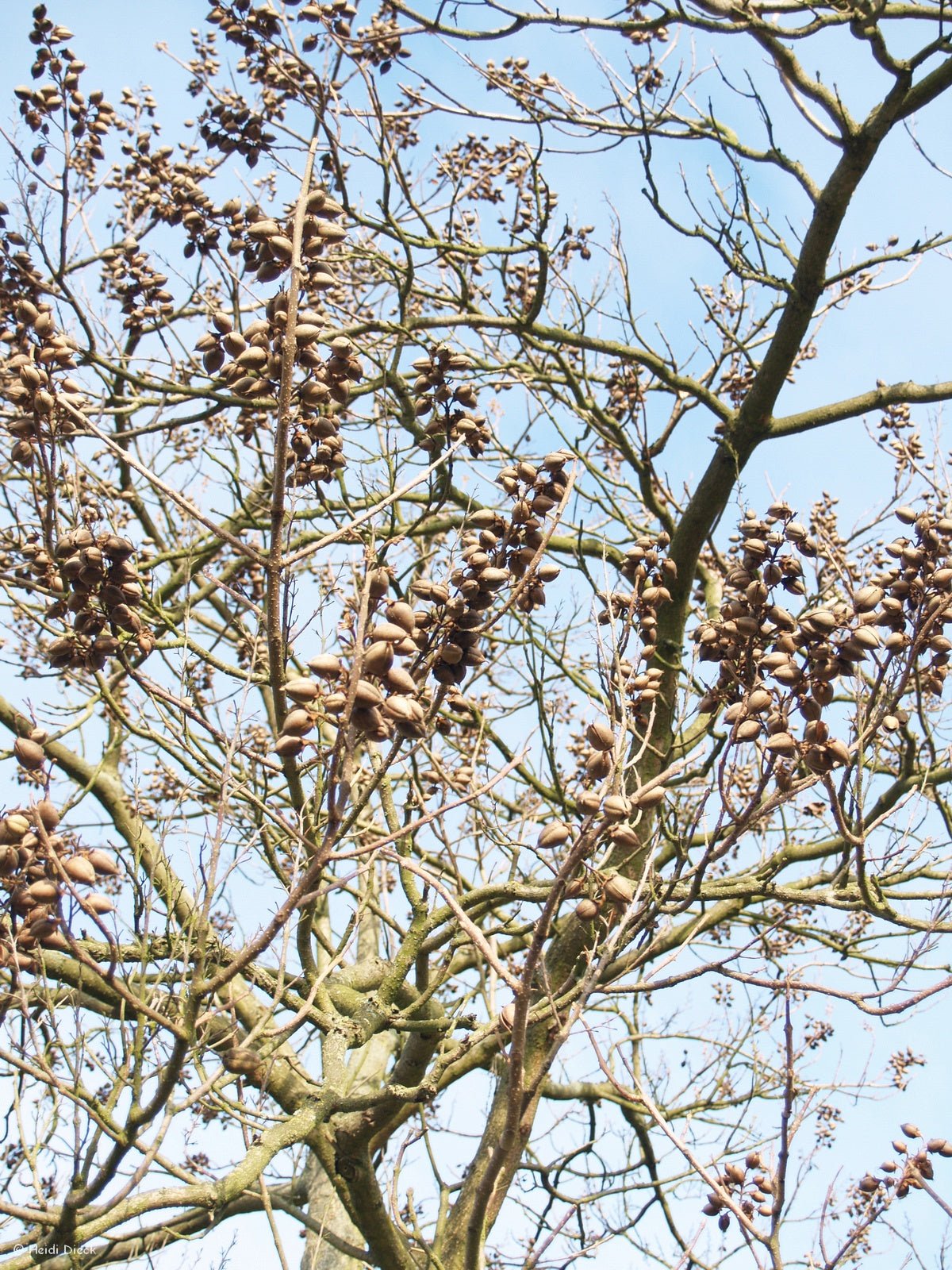 Paulownia tomentosa - Herrenkamper Gärten - Pflanzenraritäten