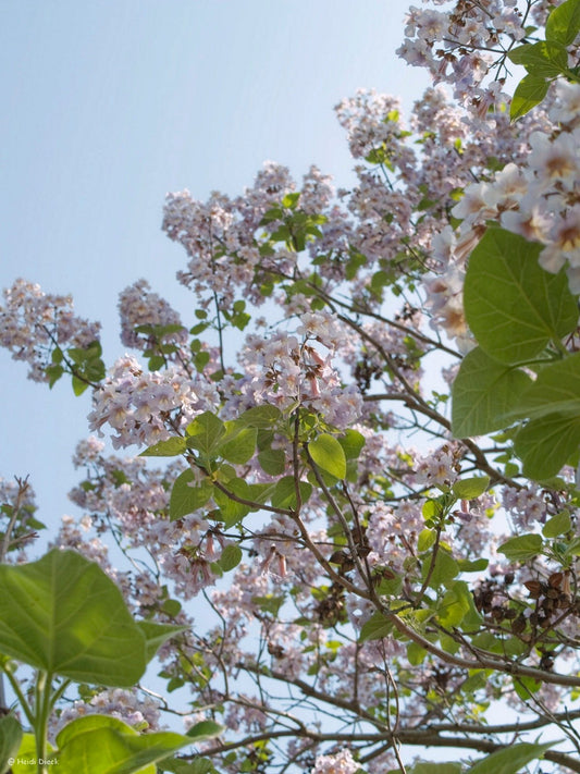 Paulownia tomentosa - Herrenkamper Gärten - Pflanzenraritäten