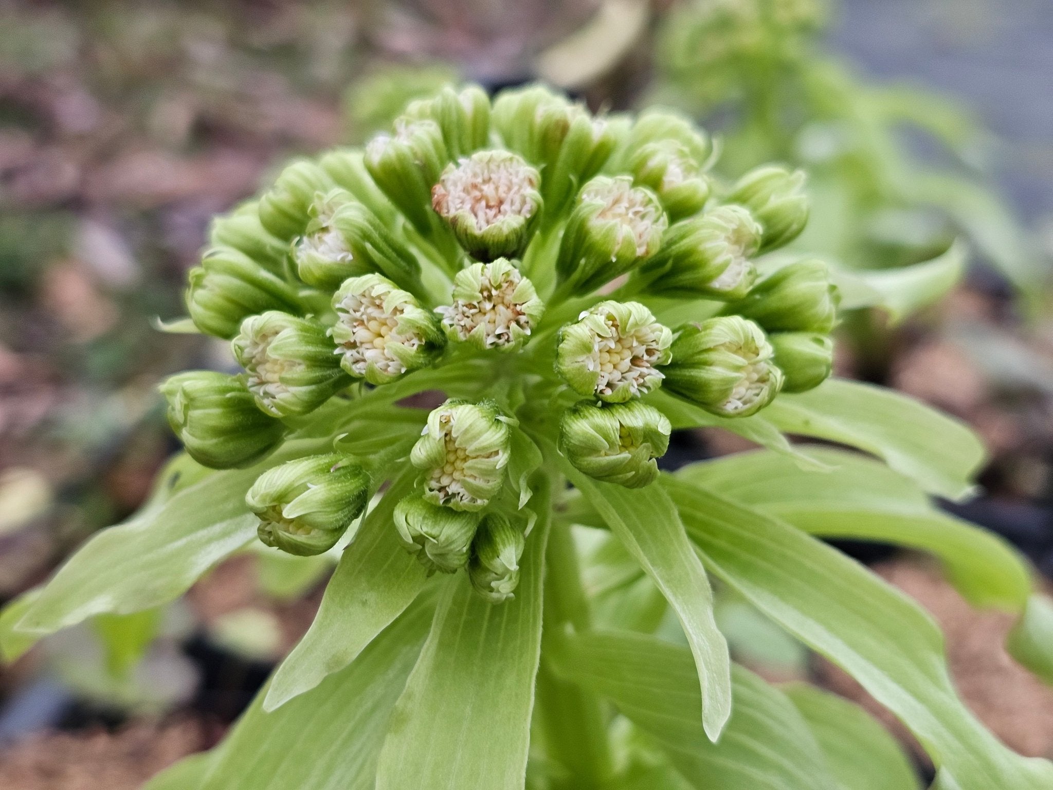 Petasites japonicus ssp. giganteus 'Nishiki - buki' Variegated - Herrenkamper Gärten - Pflanzenraritäten