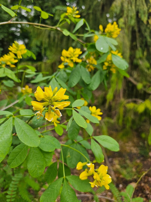 Petteria ramentacea - Herrenkamper Gärten - Pflanzenraritäten