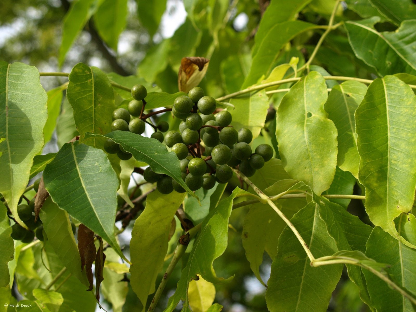 Phellodendron amurense - Herrenkamper Gärten - Pflanzenraritäten