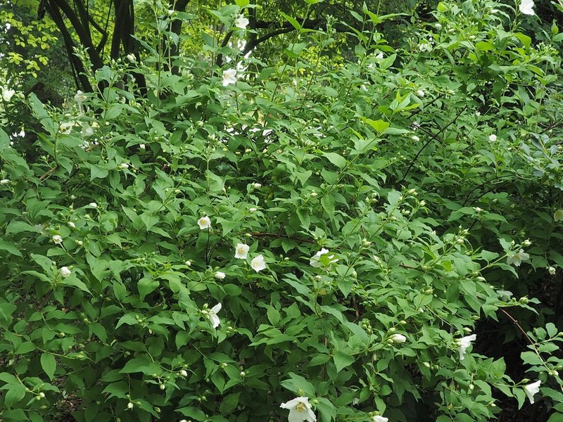 Philadelphus 'Belle Etoile' - Herrenkamper Gärten - Pflanzenraritäten