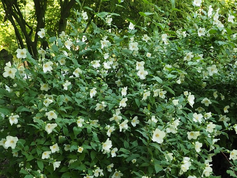 Philadelphus 'Belle Etoile' - Herrenkamper Gärten - Pflanzenraritäten