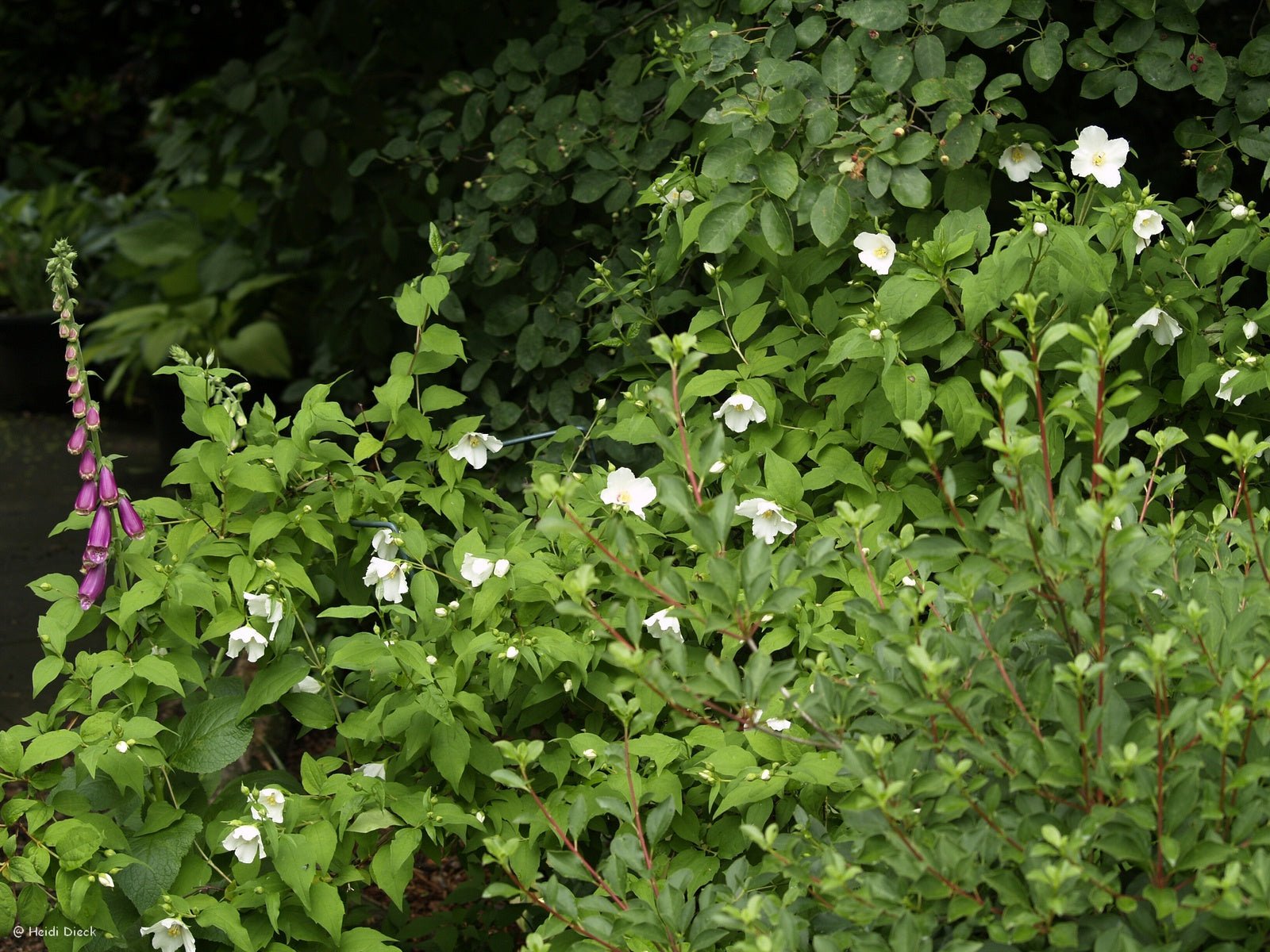 Philadelphus 'Belle Etoile' - Herrenkamper Gärten - Pflanzenraritäten