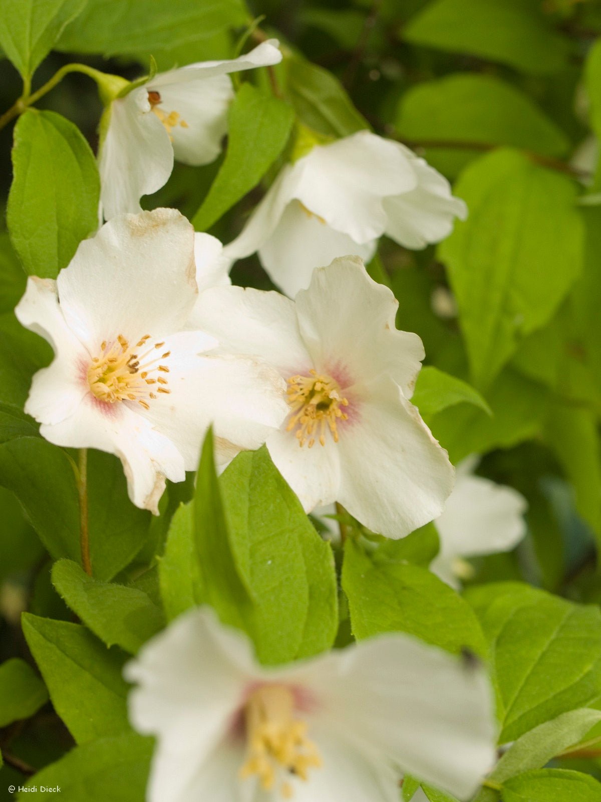 Philadelphus 'Belle Etoile' - Herrenkamper Gärten - Pflanzenraritäten