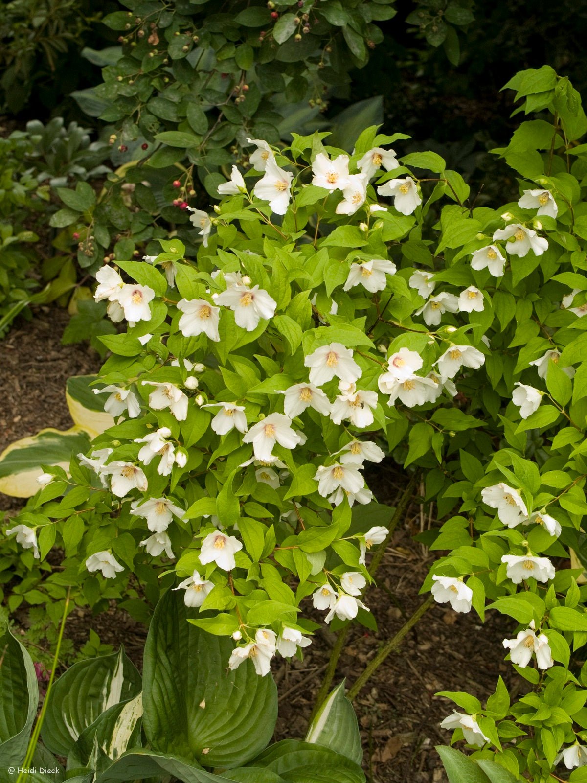 Philadelphus 'Belle Etoile' - Herrenkamper Gärten - Pflanzenraritäten