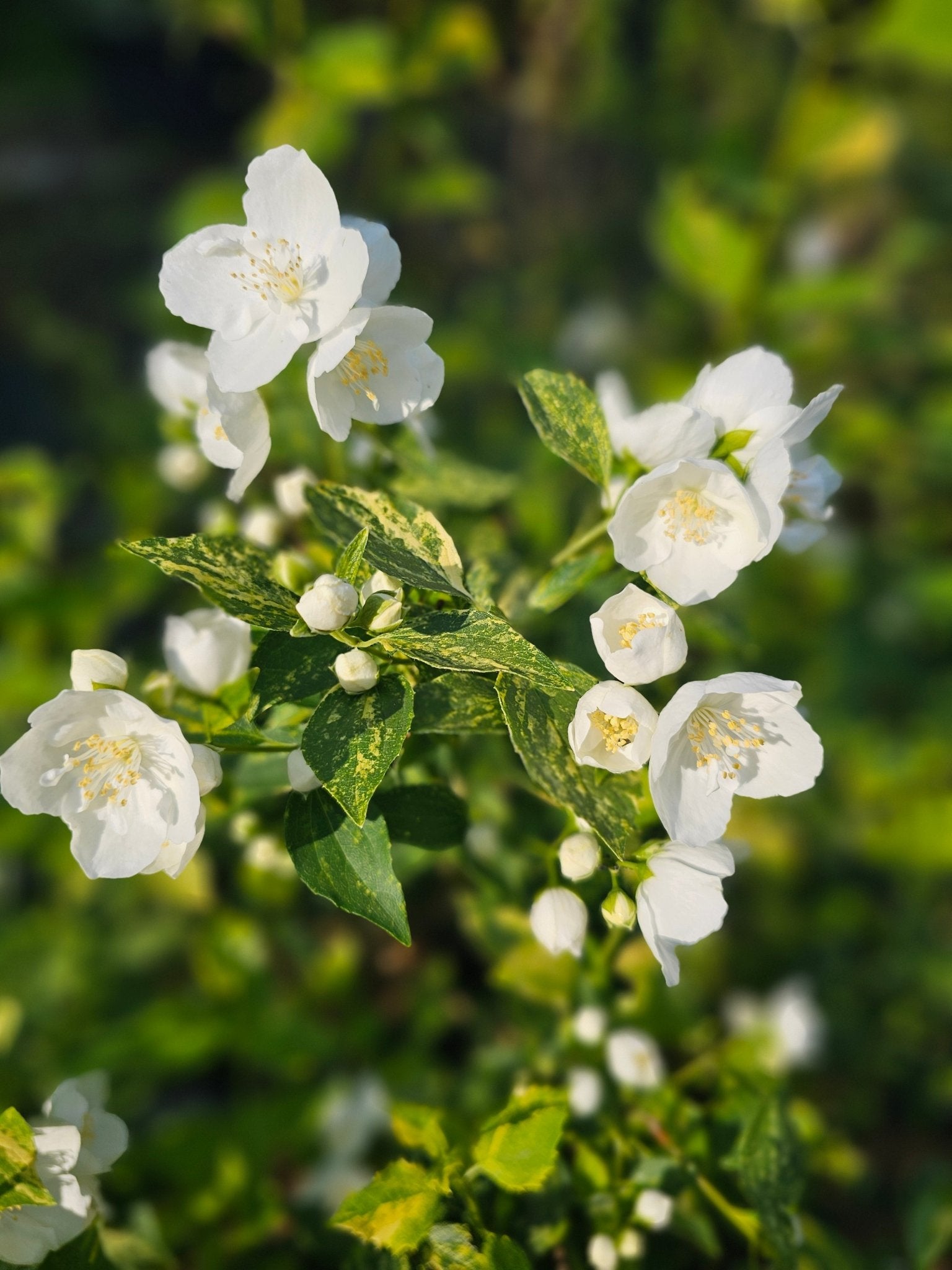 Philadelphus coronarius 'Aureus' - Herrenkamper Gärten - Pflanzenraritäten