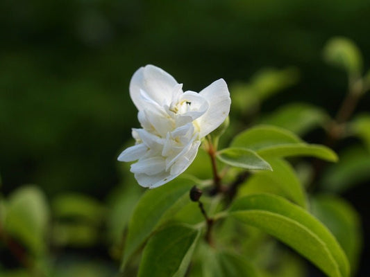 Philadelphus lewisii 'Double Form' - Herrenkamper Gärten - Pflanzenraritäten