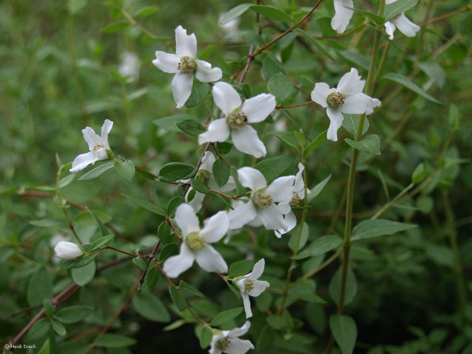 Philadelphus microphyllus - Herrenkamper Gärten - Pflanzenraritäten