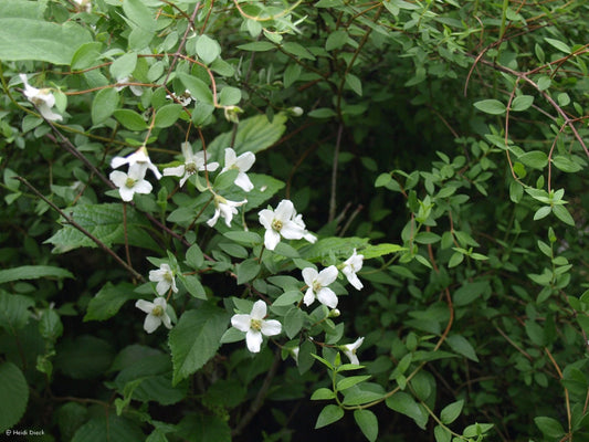 Philadelphus microphyllus - Herrenkamper Gärten - Pflanzenraritäten