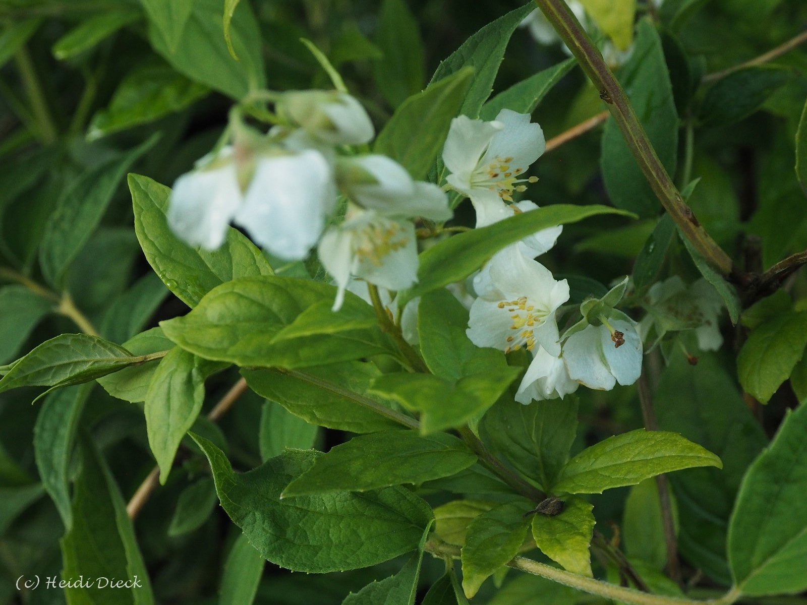 Philadelphus satsumanus - Herrenkamper Gärten - Pflanzenraritäten