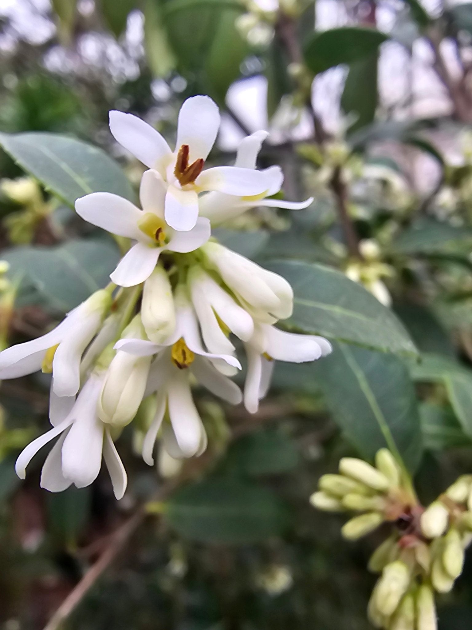 Phillyrea latifolia- Herrenkamper Gärten - Pflanzenraritäten