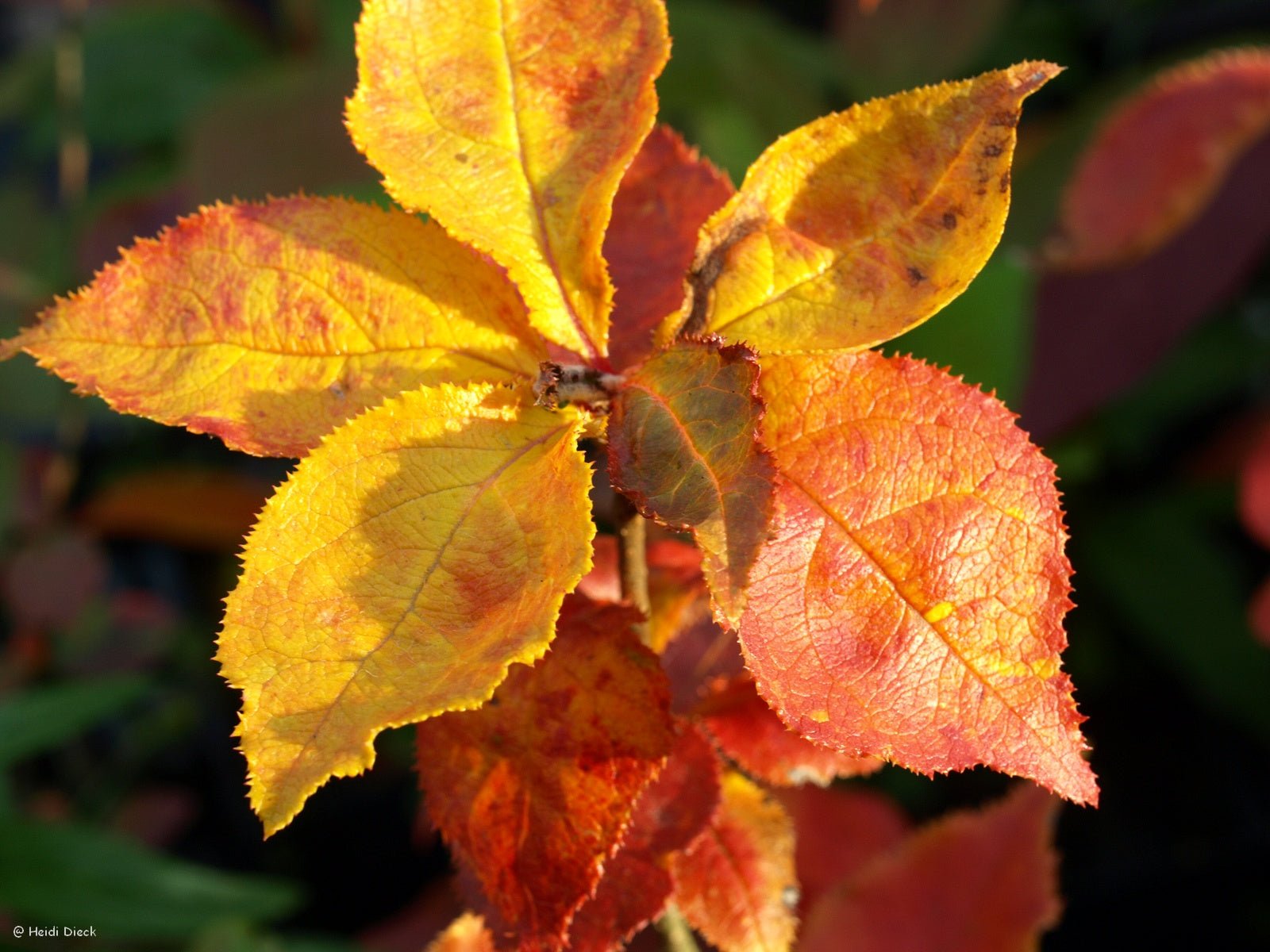 Photinia villosa - Herrenkamper Gärten - Pflanzenraritäten