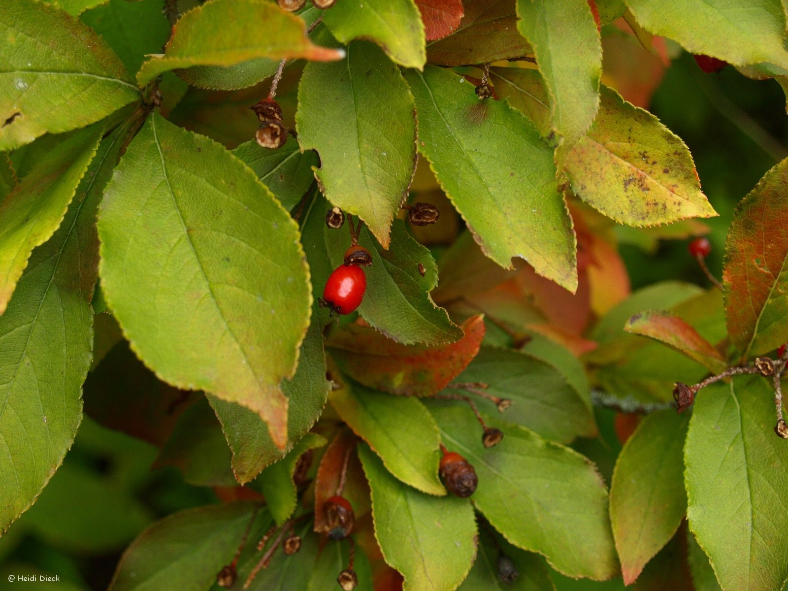 Photinia villosa - Herrenkamper Gärten - Pflanzenraritäten