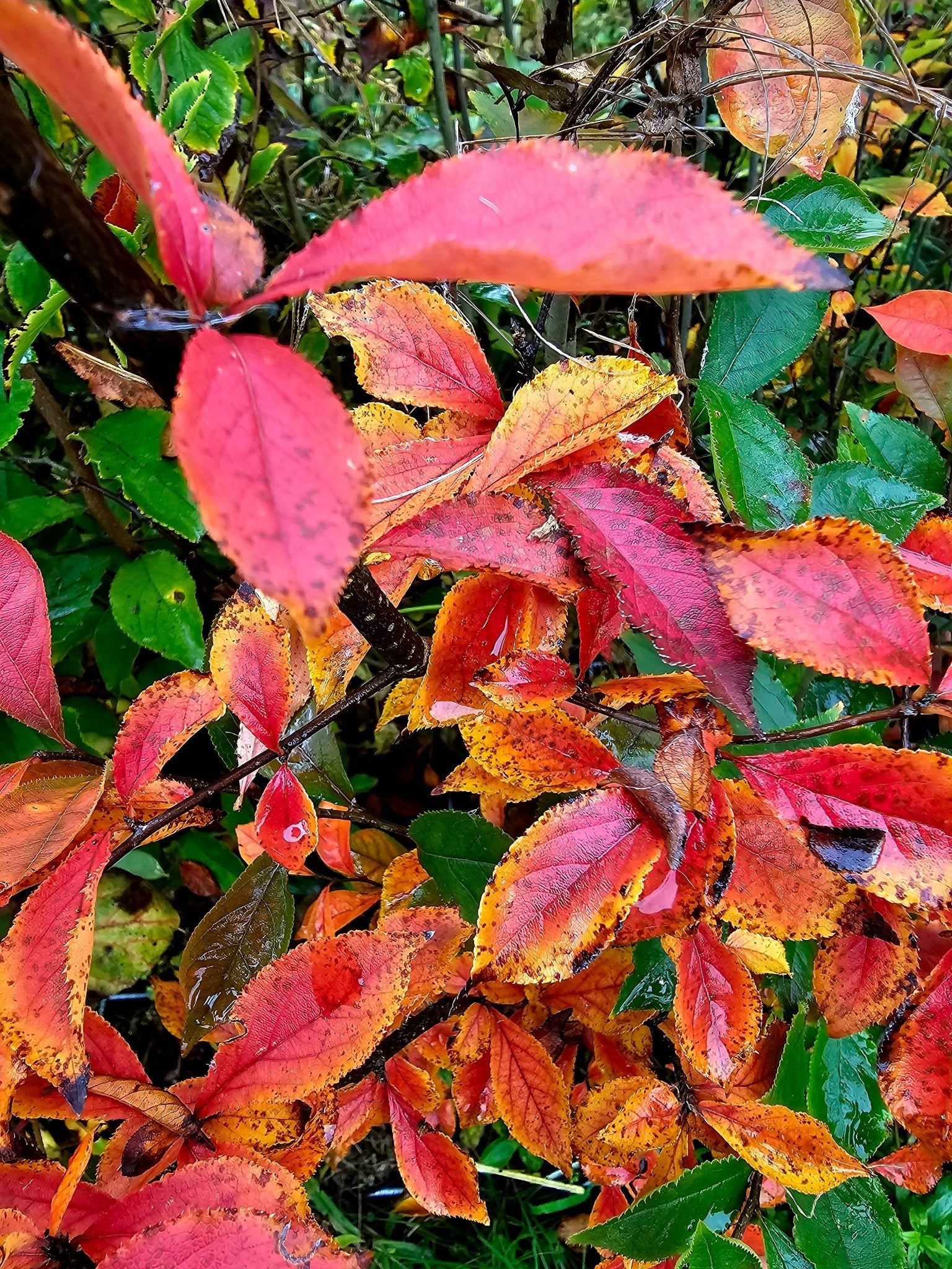 Photinia villosa - Herrenkamper Gärten - Pflanzenraritäten