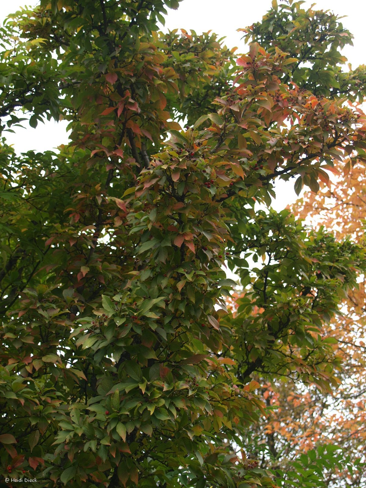 Photinia villosa - Herrenkamper Gärten - Pflanzenraritäten