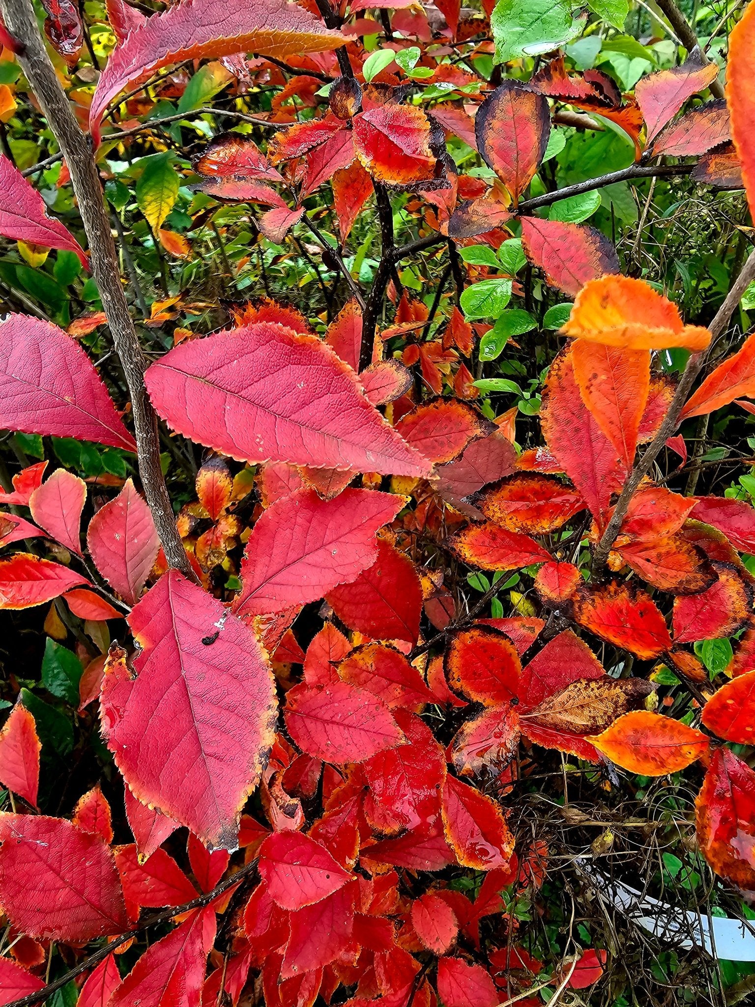 Photinia villosa - Herrenkamper Gärten - Pflanzenraritäten