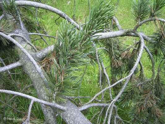 Pinus aristata - Herrenkamper Gärten - Pflanzenraritäten