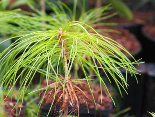 Pinus armandii - Herrenkamper Gärten - Pflanzenraritäten