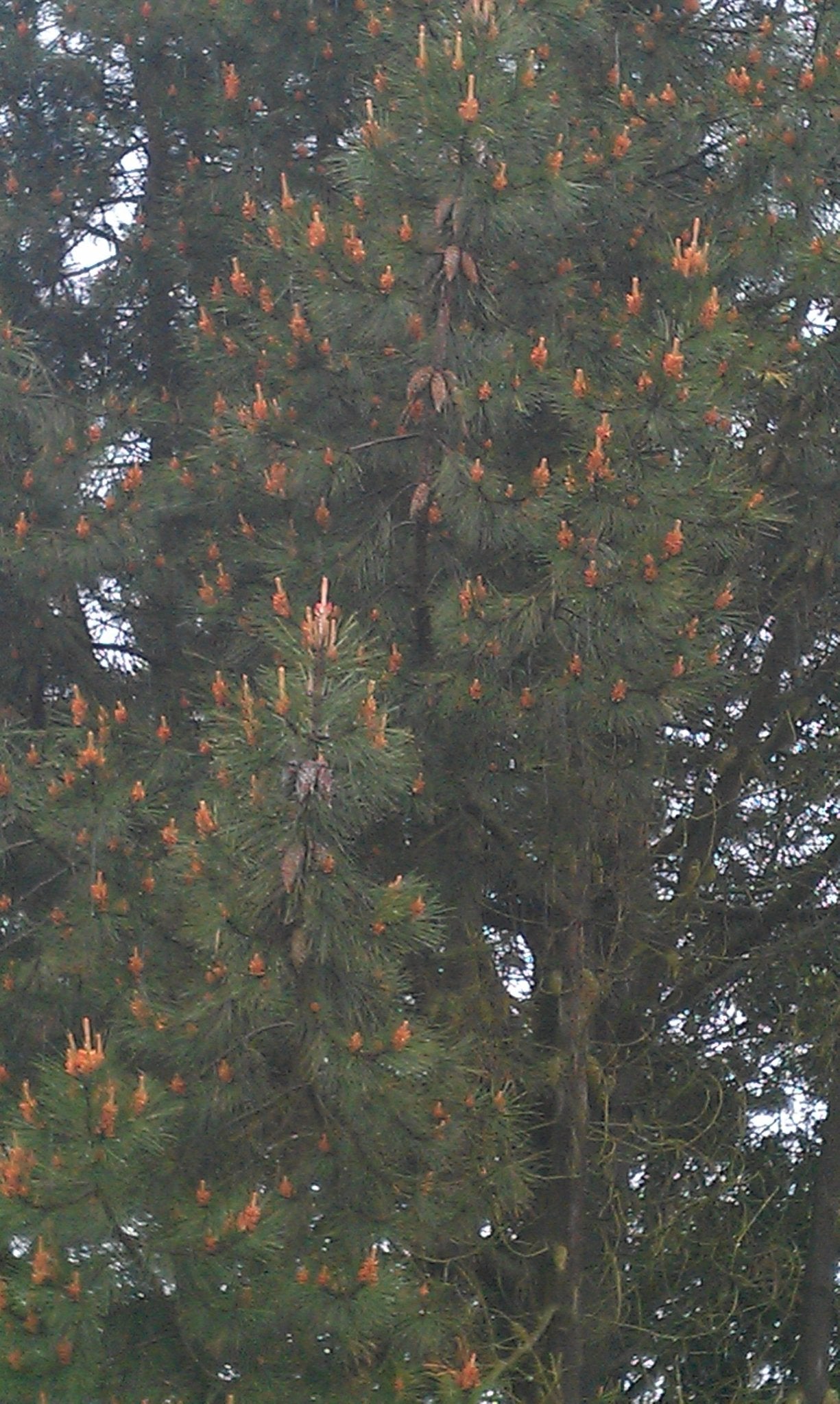 Pinus attenuata (syn. Pinus tuberculata) - Herrenkamper Gärten - Pflanzenraritäten