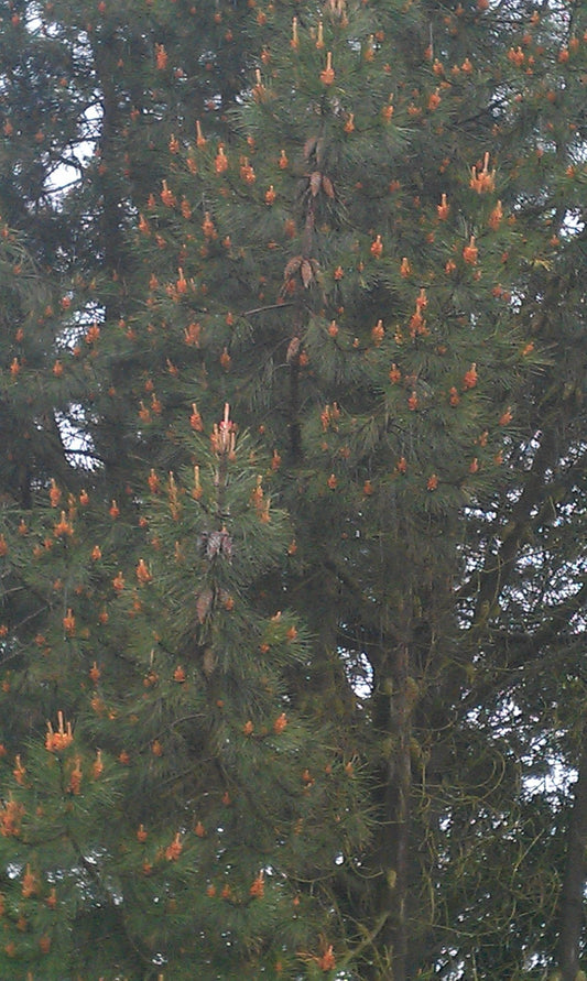 Pinus attenuata (syn. Pinus tuberculata) - Herrenkamper Gärten - Pflanzenraritäten