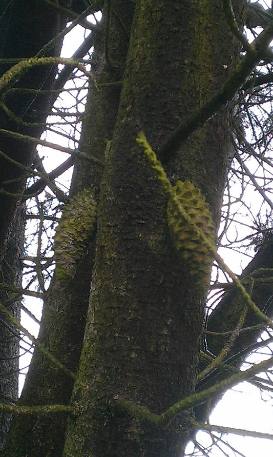 Pinus attenuata (syn. Pinus tuberculata) - Herrenkamper Gärten - Pflanzenraritäten