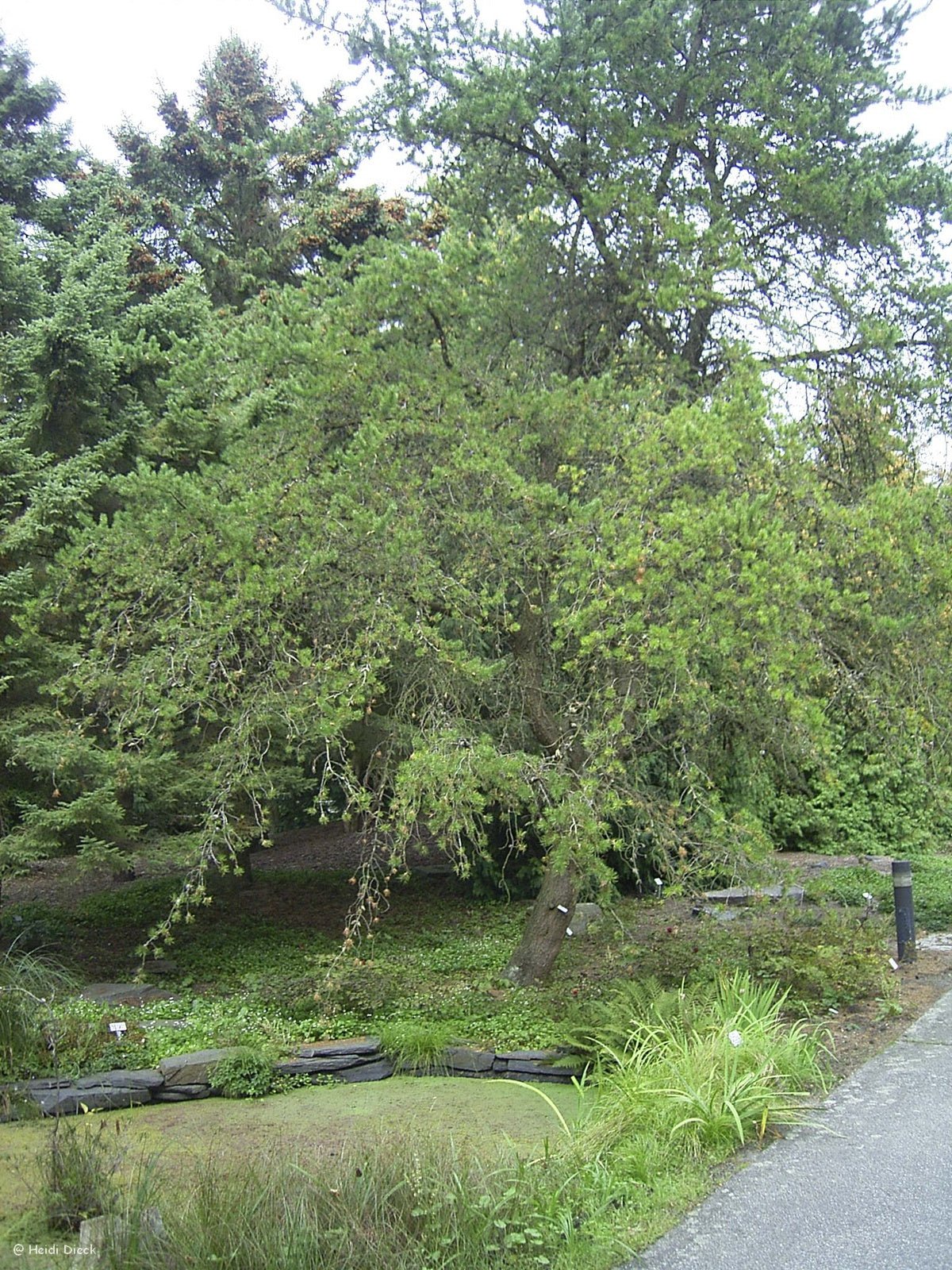 Pinus banksiana - Herrenkamper Gärten - Pflanzenraritäten