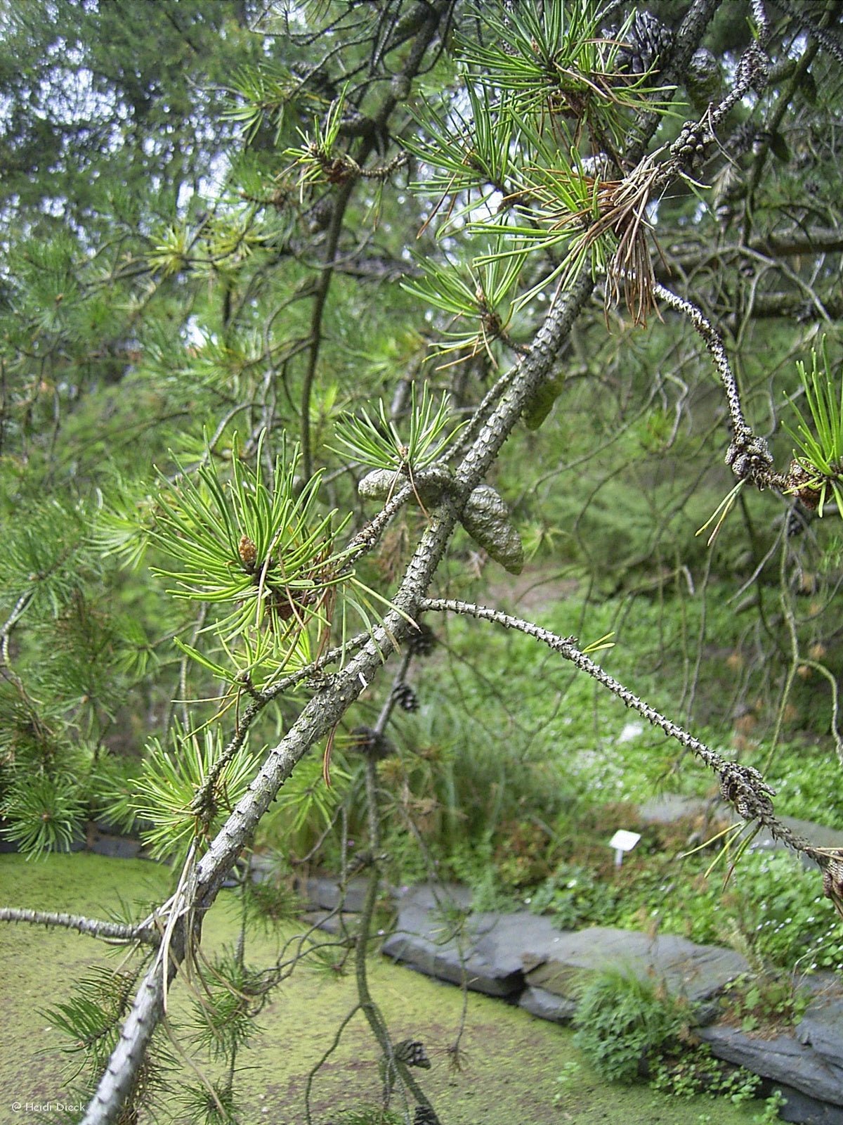 Pinus banksiana - Herrenkamper Gärten - Pflanzenraritäten