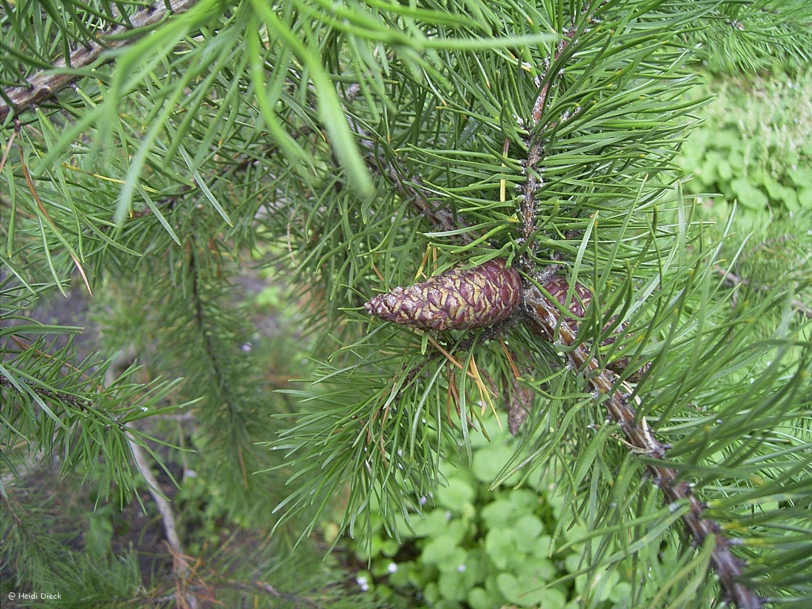 Pinus banksiana - Herrenkamper Gärten - Pflanzenraritäten