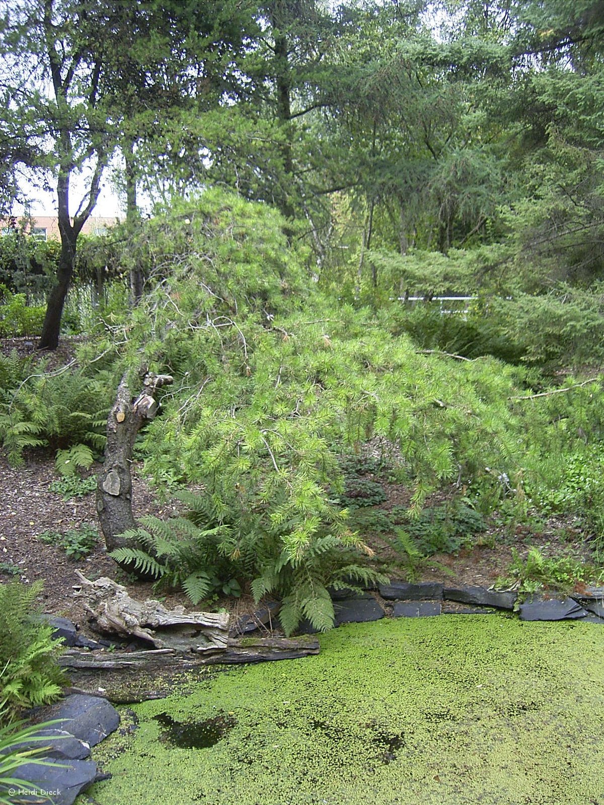 Pinus banksiana - Herrenkamper Gärten - Pflanzenraritäten