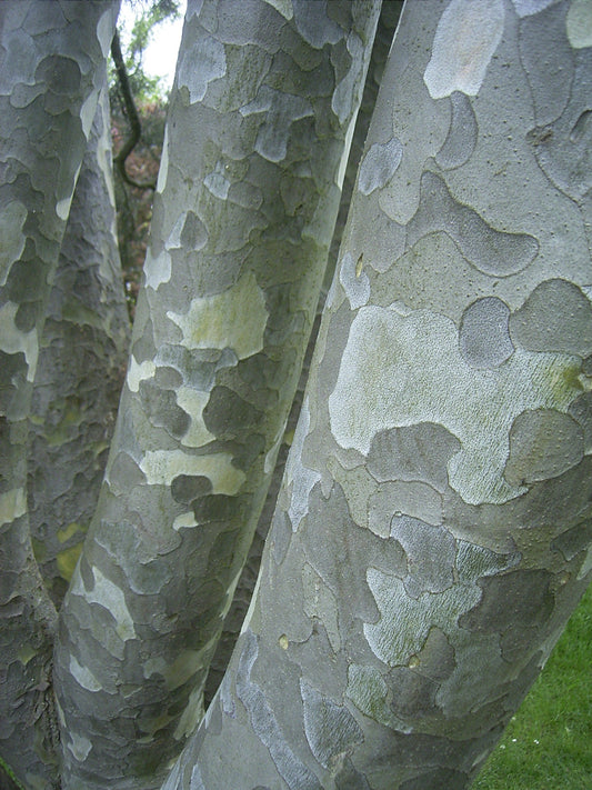 Pinus bungeana - Herrenkamper Gärten - Pflanzenraritäten