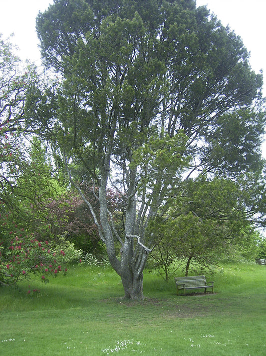 Pinus bungeana - Herrenkamper Gärten - Pflanzenraritäten