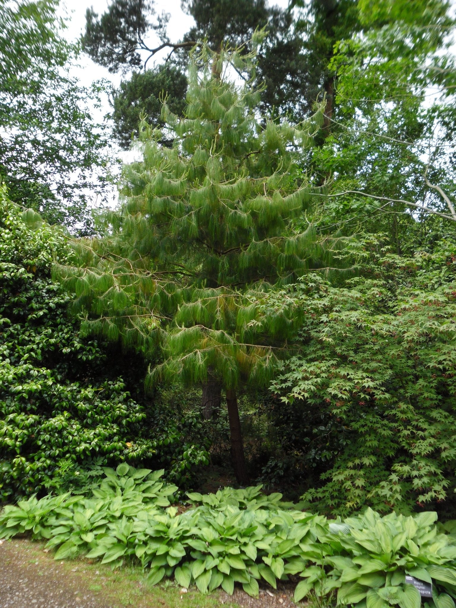 Pinus patula - Herrenkamper Gärten - Pflanzenraritäten