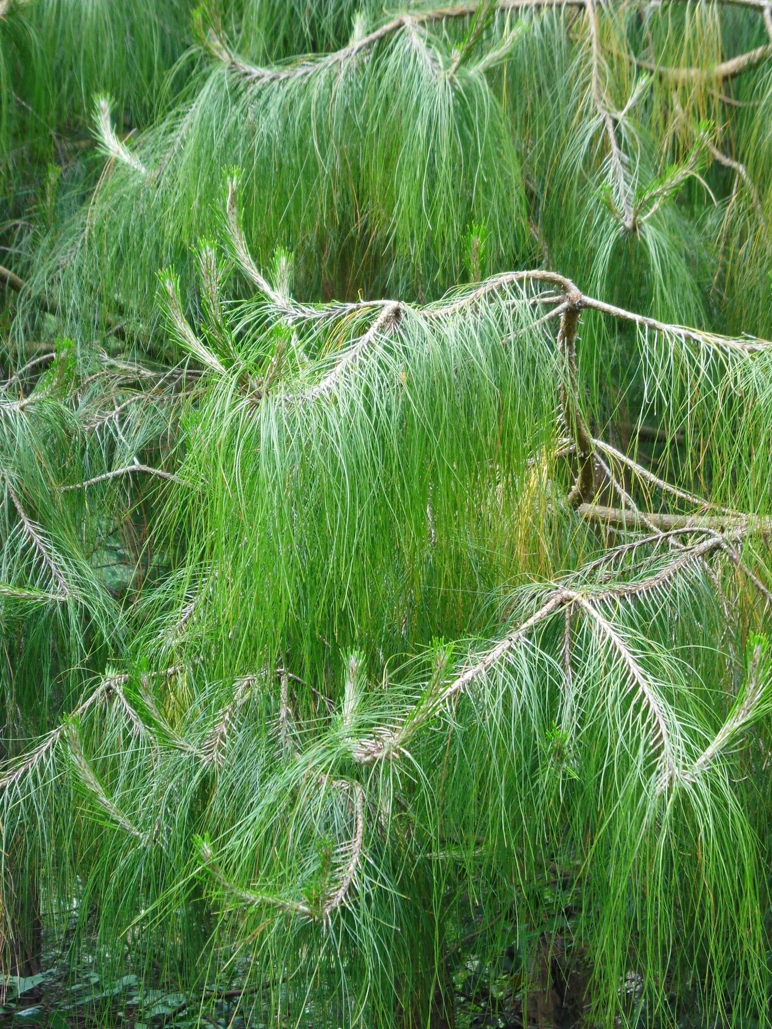 Pinus patula - Herrenkamper Gärten - Pflanzenraritäten