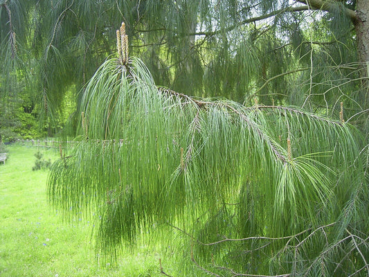 Pinus patula - Herrenkamper Gärten - Pflanzenraritäten