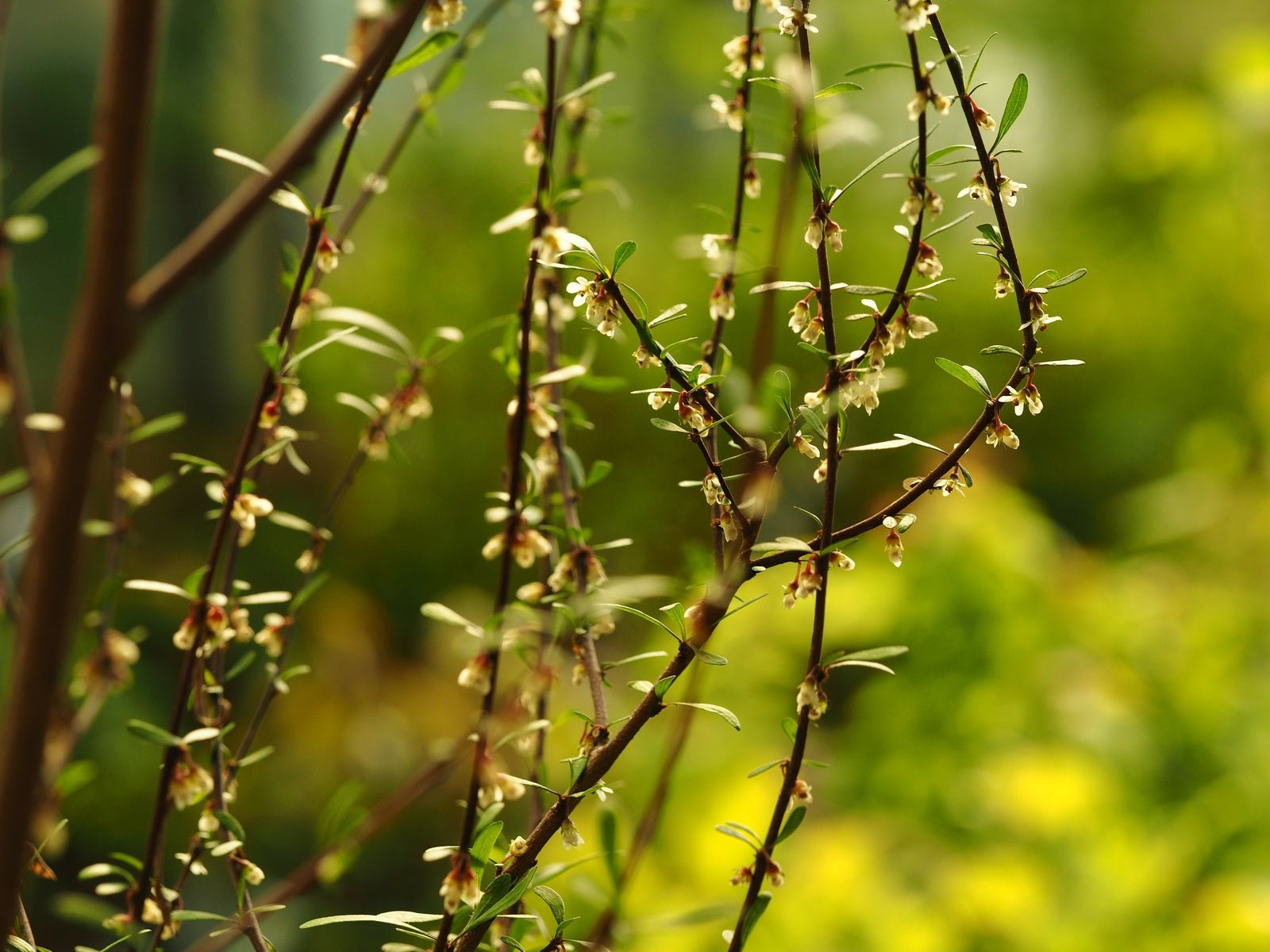 Plagianthus divaricatus - Herrenkamper Gärten - Pflanzenraritäten